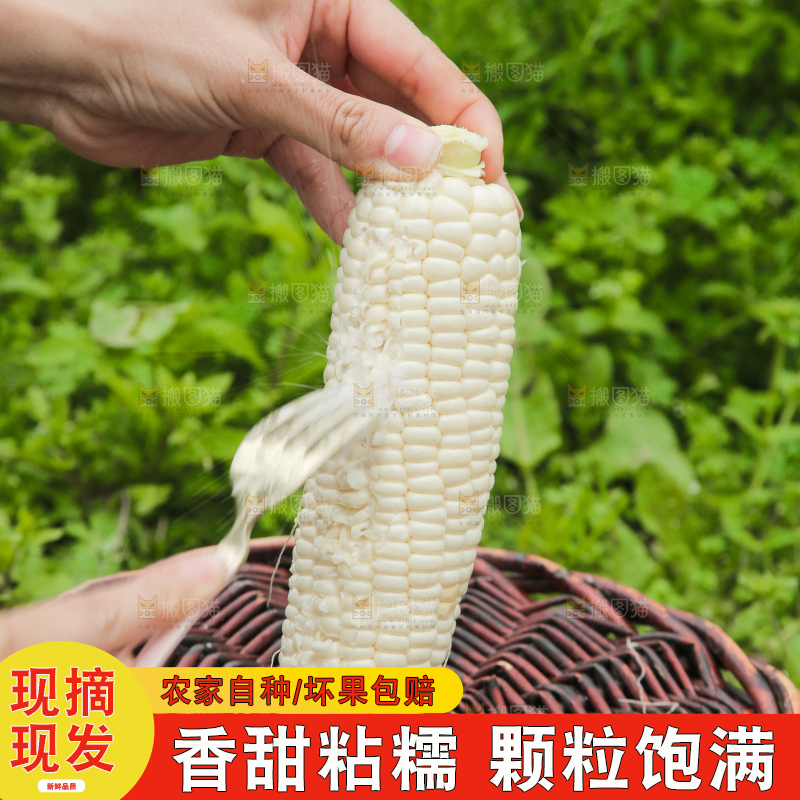 手里拿着白糯玉米棒