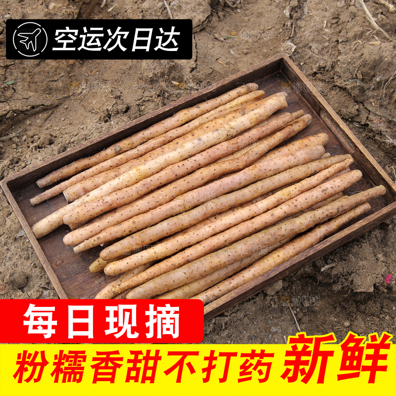 一盘垆土铁棍山药