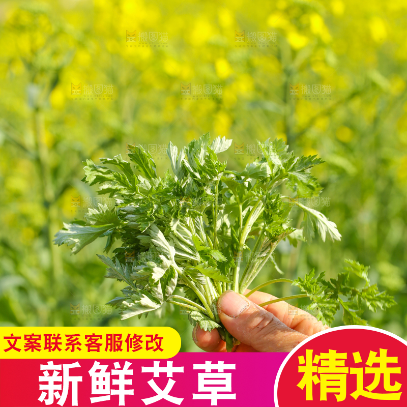 手里拿着野生艾叶
