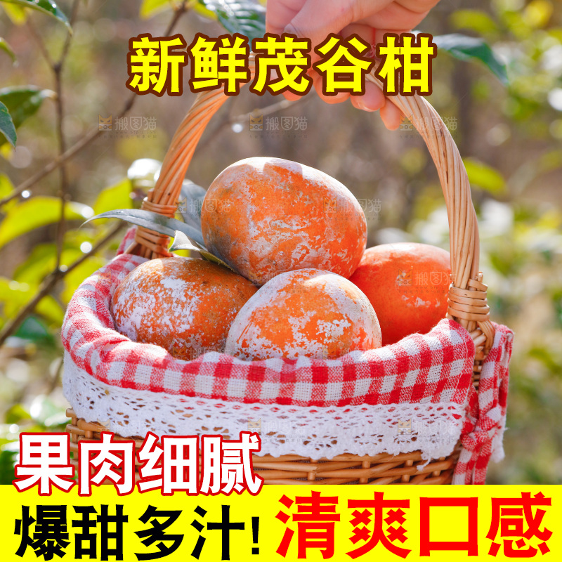 手里提着一篮茂谷柑