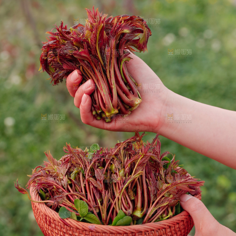 手里拿着香椿芽