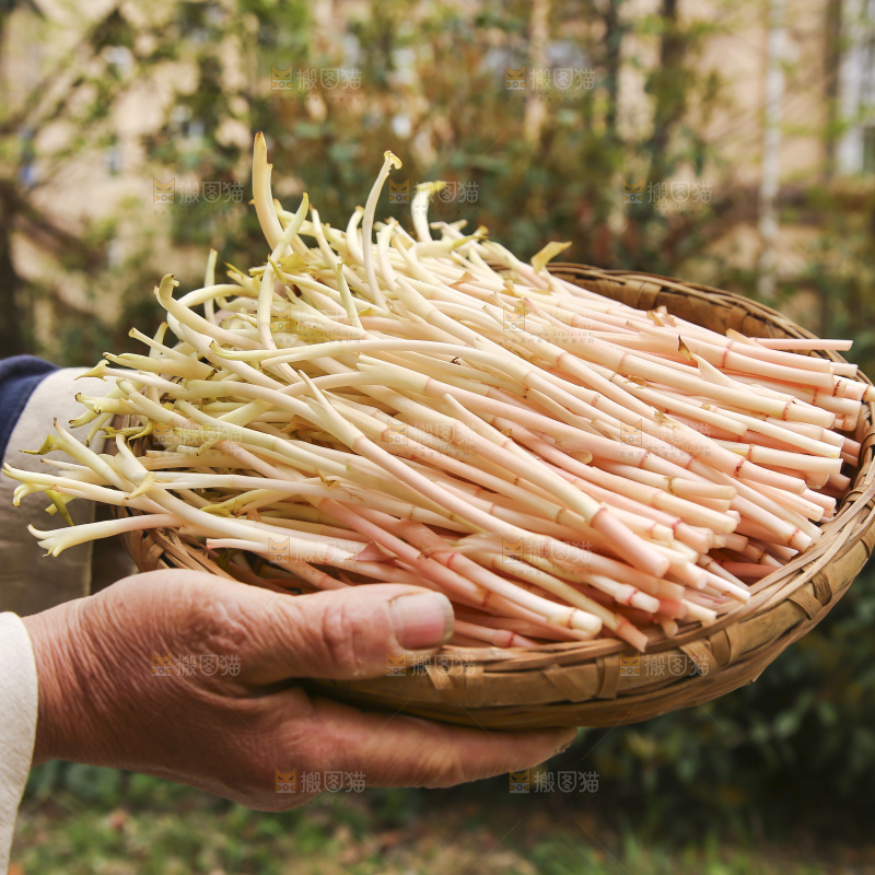 手里端着一篮折耳根嫩芽