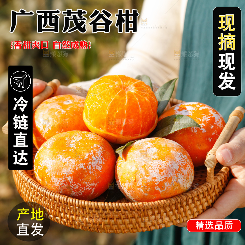 手里端着一篮广西茂谷柑