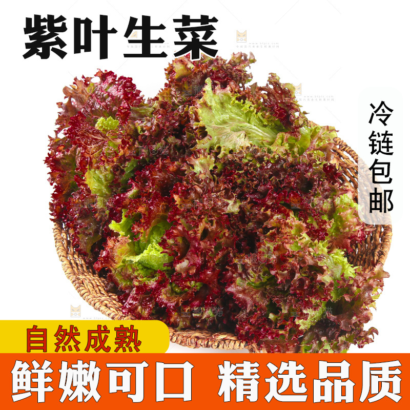 一篮紫叶生菜