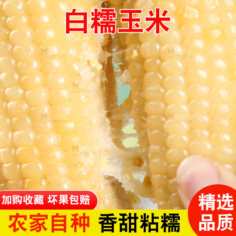 手里拿着白糯玉米