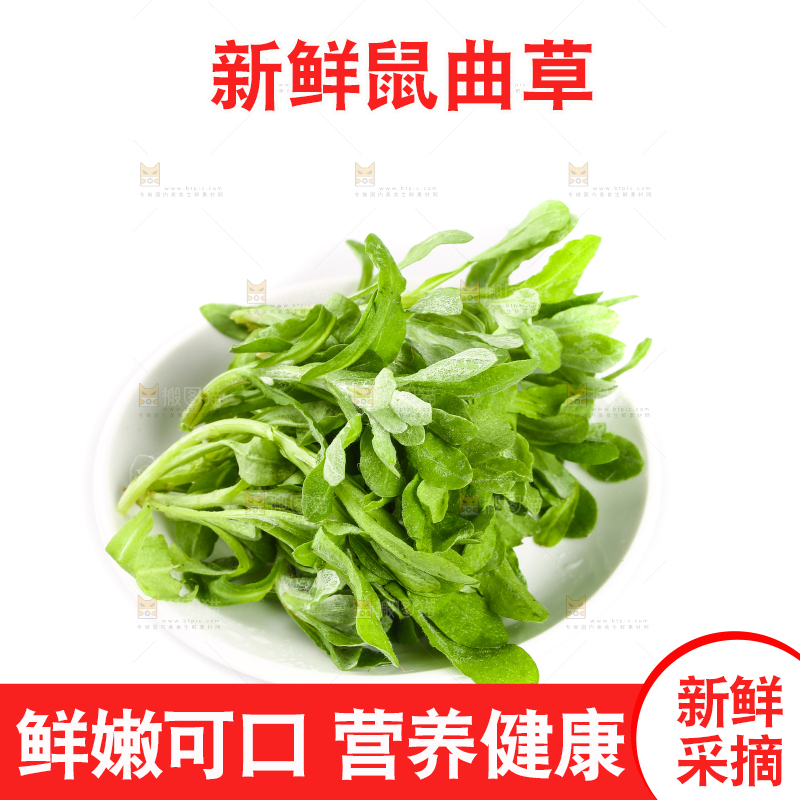一盘鼠曲草摆放在白底上