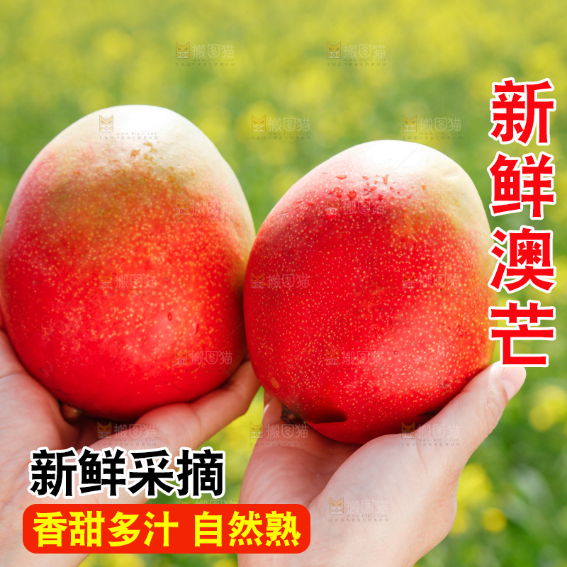 手里拿着澳芒