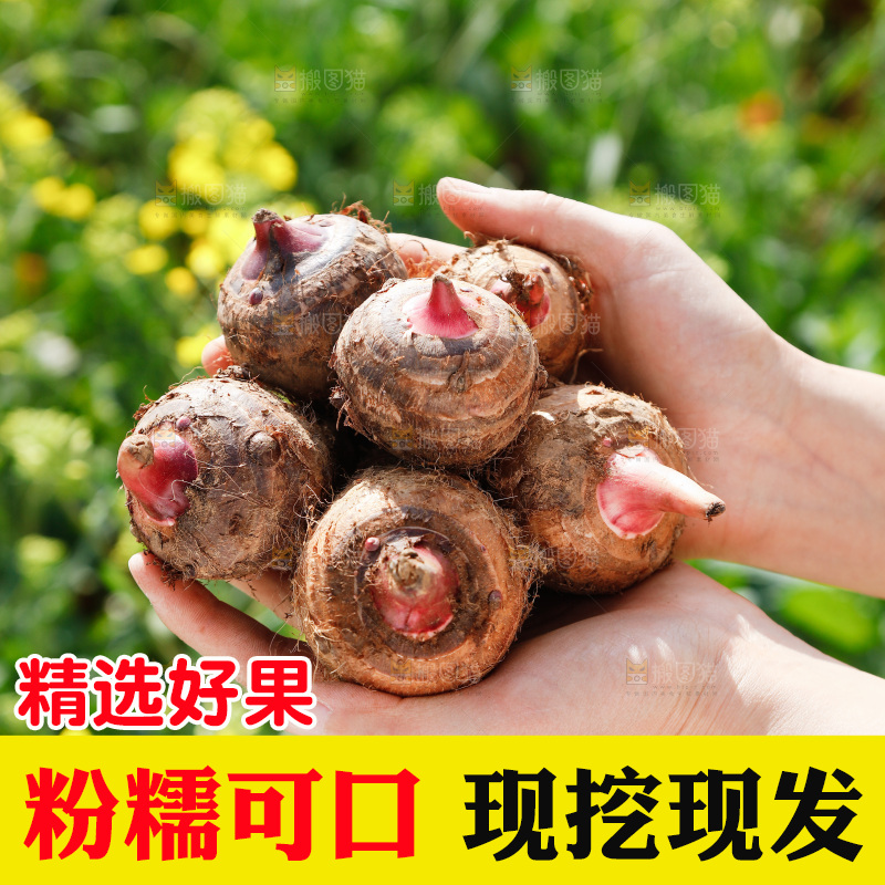 手里拿着红芽芋