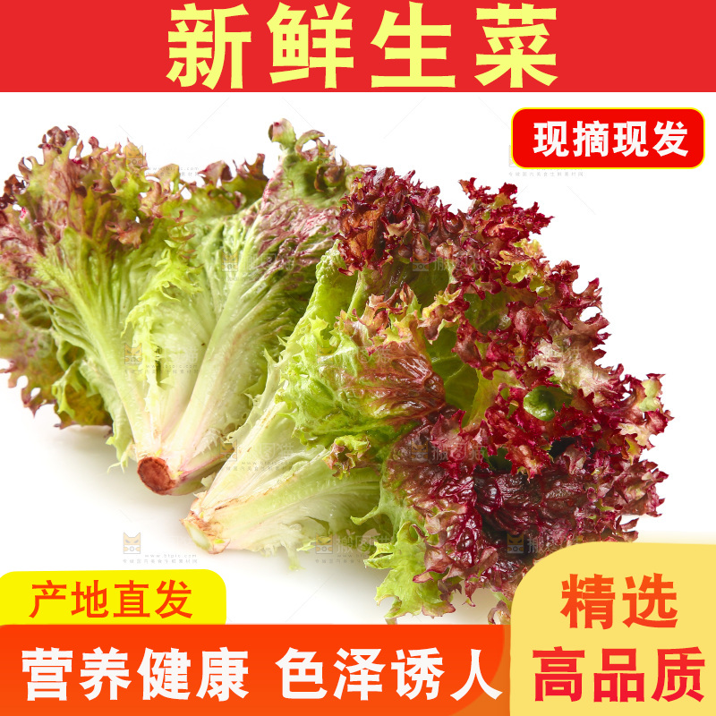 白底上的罗莎红生菜