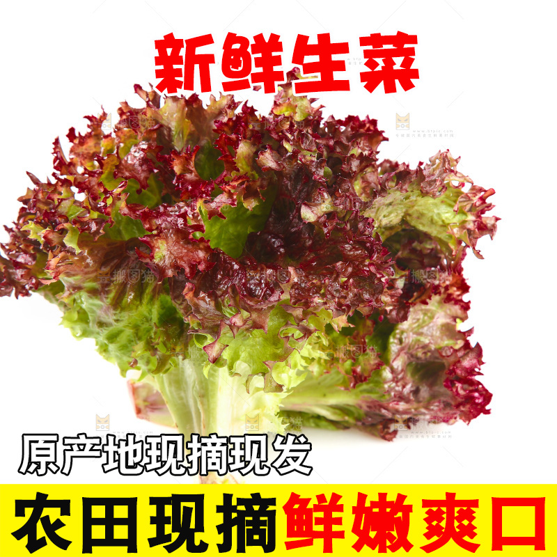 白底上的罗莎红生菜