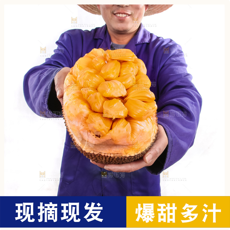 农民手里捧着红肉菠萝蜜