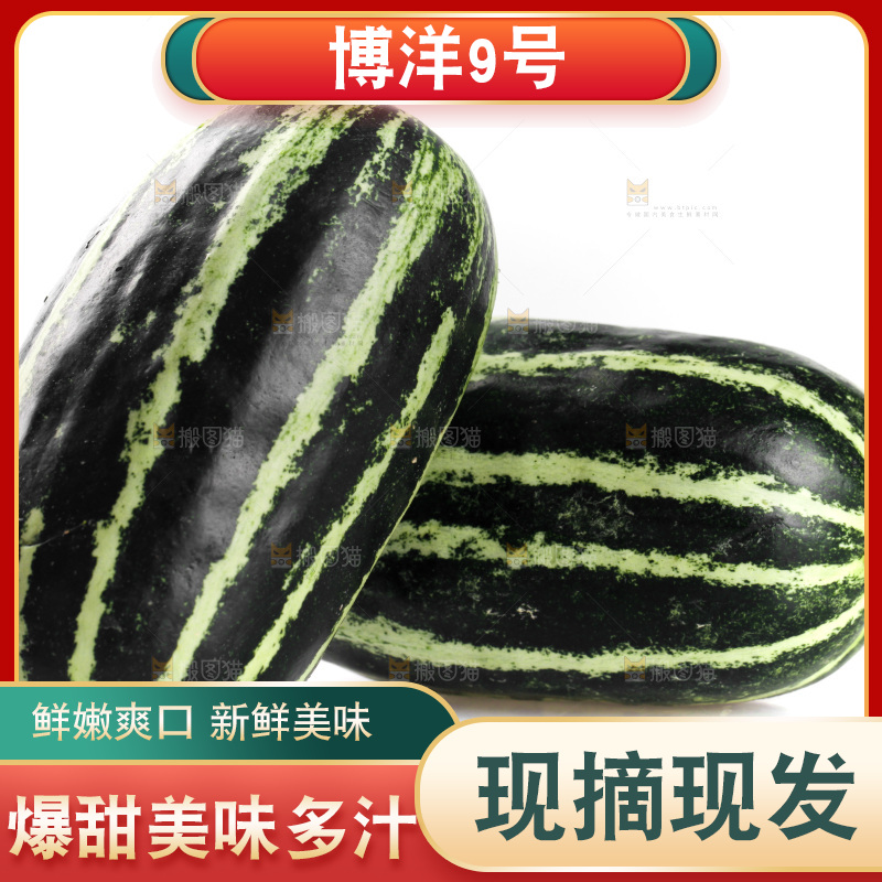 白底上放着博洋9号