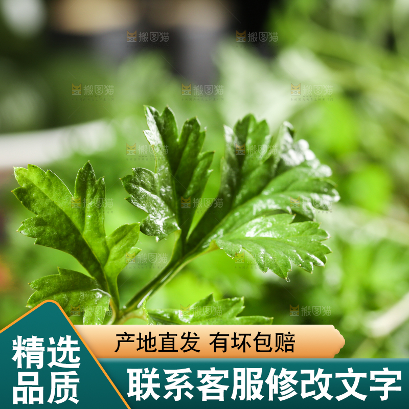 手里拿着艾草叶