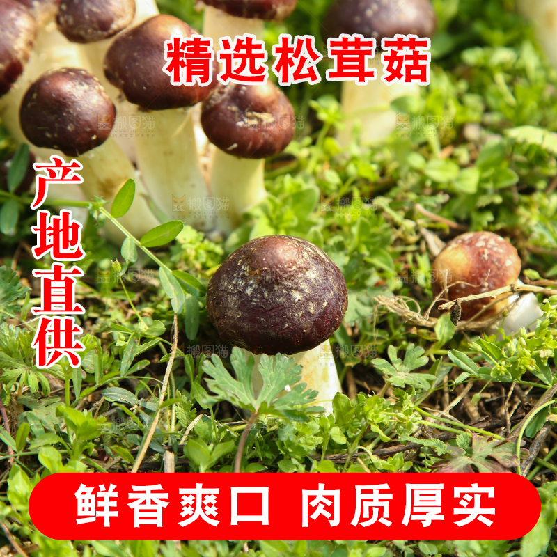 新鲜的松茸菇