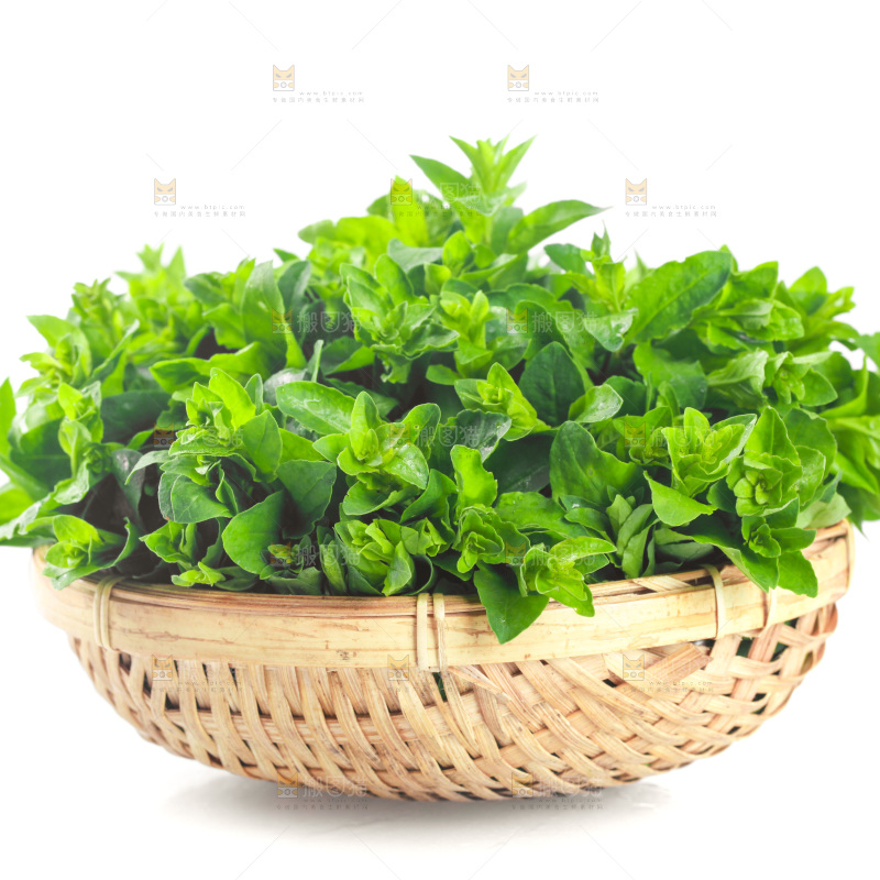 一篮枸杞菜