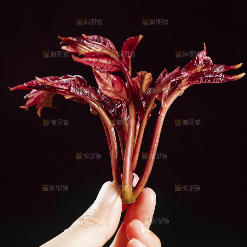 手里拿着红芽香椿