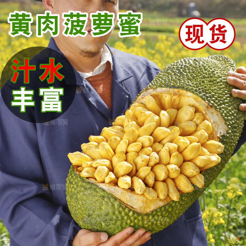 手里抱着黄肉菠萝蜜
