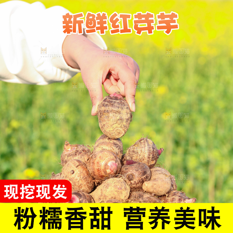 一篮红芽小芋头