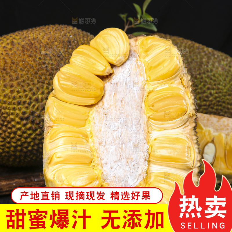 黑底上放着海南黄肉菠萝蜜