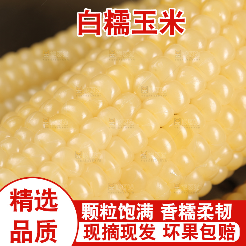 新鲜的白糯玉米