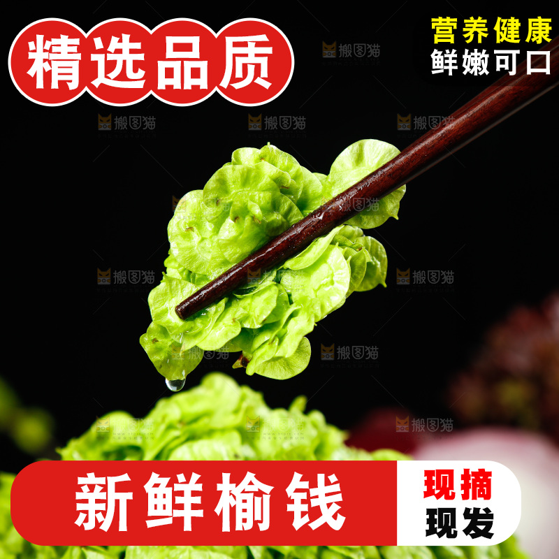 筷子上夹着榆钱