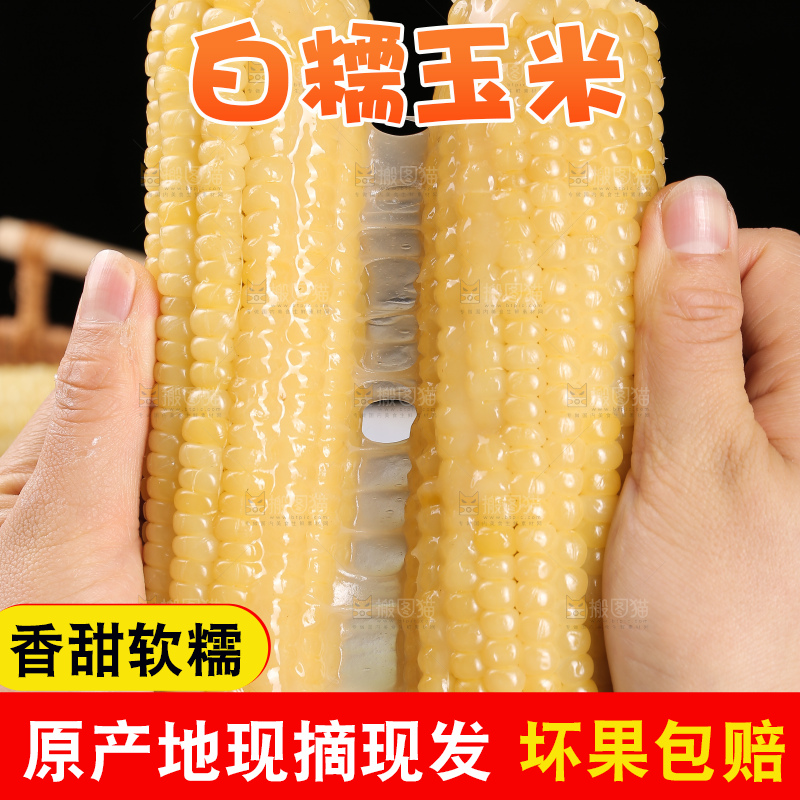 手里拿着白糯玉米