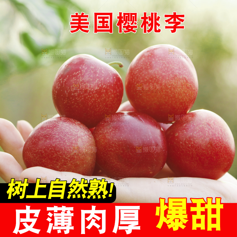 手里拿着澳洲樱桃李