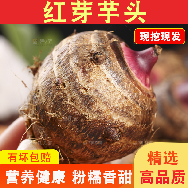 手里拿着红芽芋