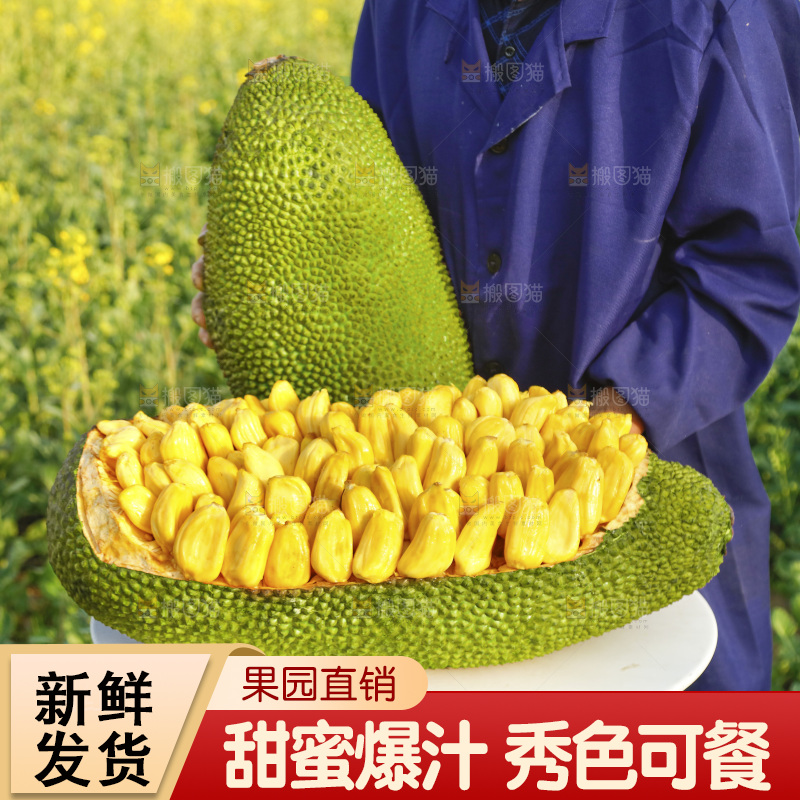 桌子上放着黄肉菠萝蜜