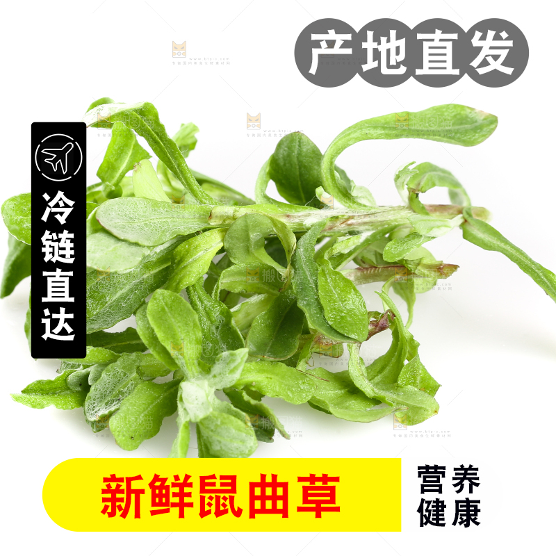 白底上放着清明草