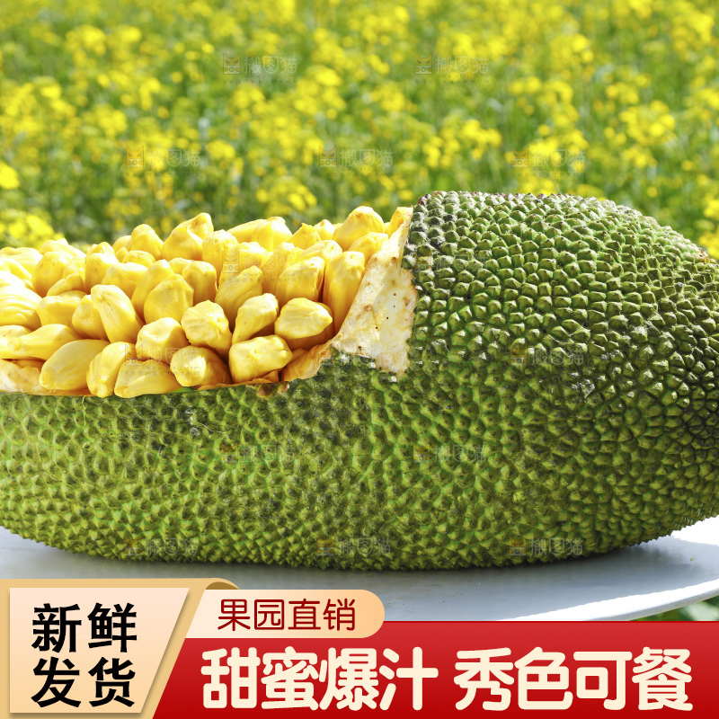 桌子上放着黄肉菠萝蜜