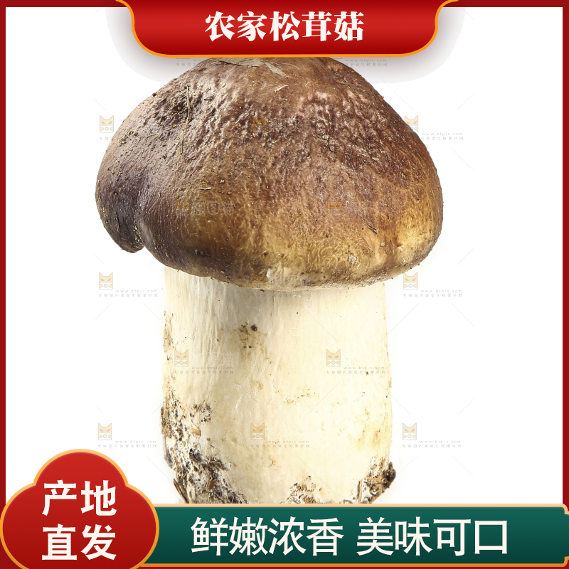 白底上放着松茸菇