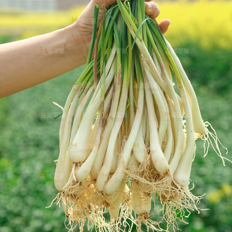 手里拿着荞头