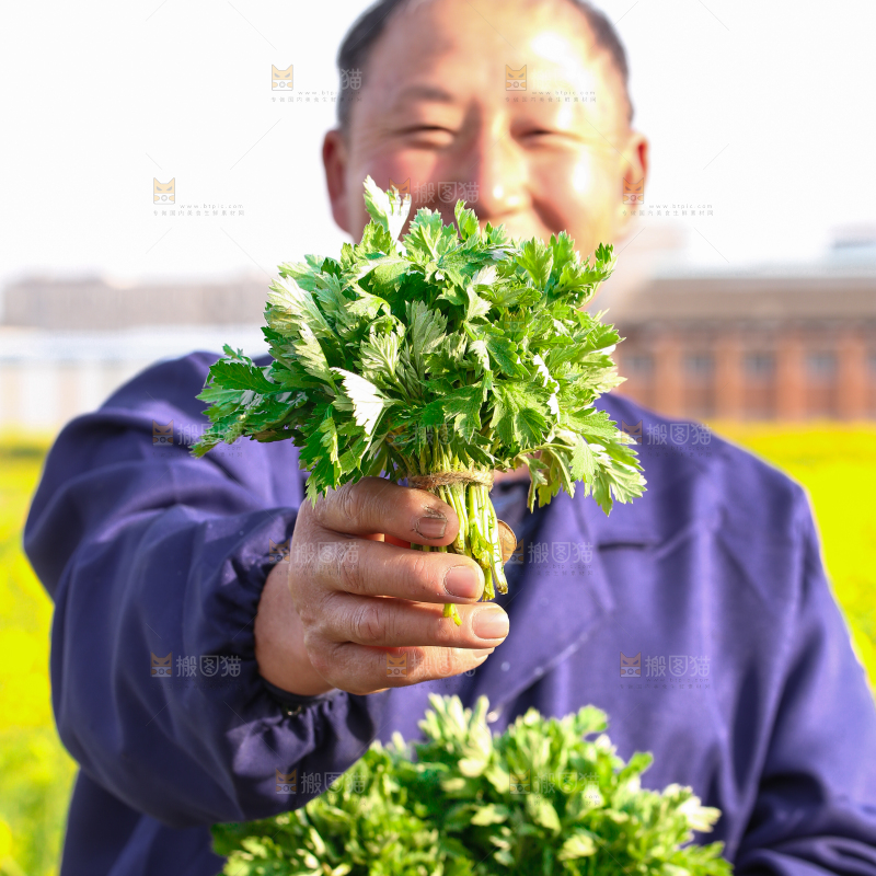 手里拿着艾草叶