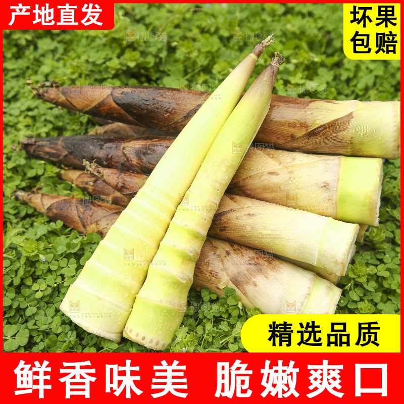 一堆临安春雷笋