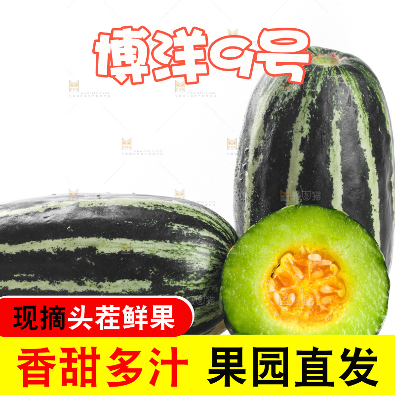 白底上的博洋9号