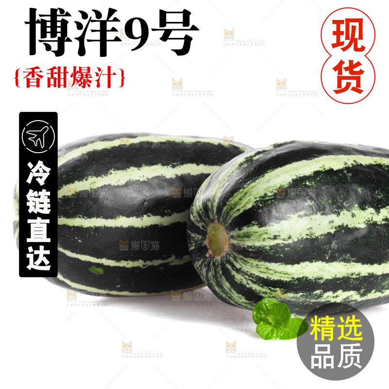 白底上的博洋9号甜瓜