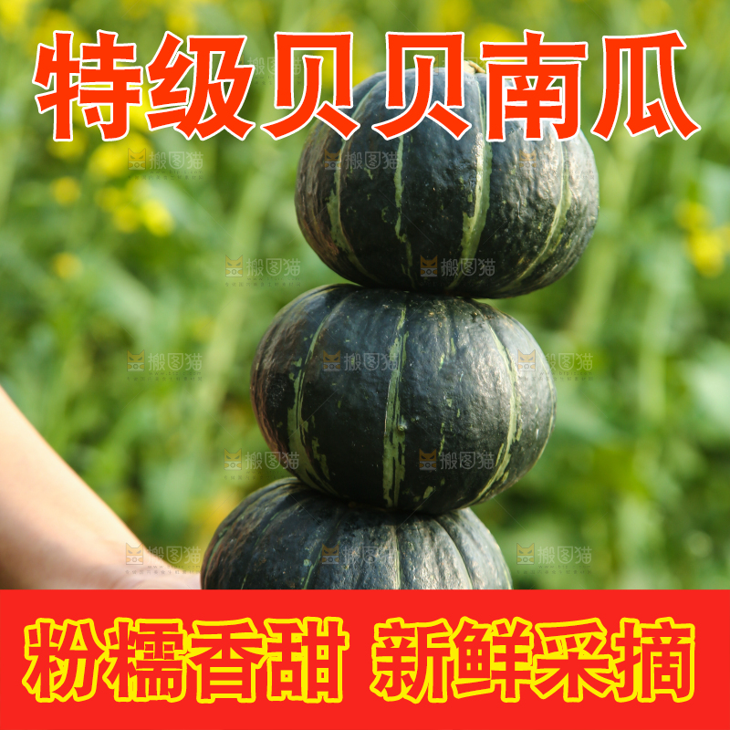 手里拿着板栗南瓜