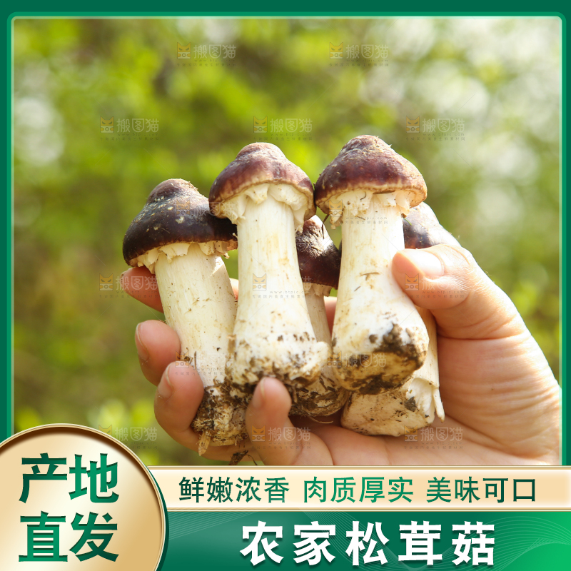 手里拿着赤松茸
