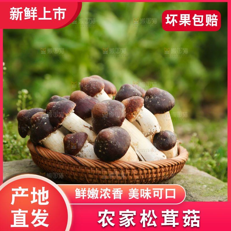一篮新鲜赤松茸