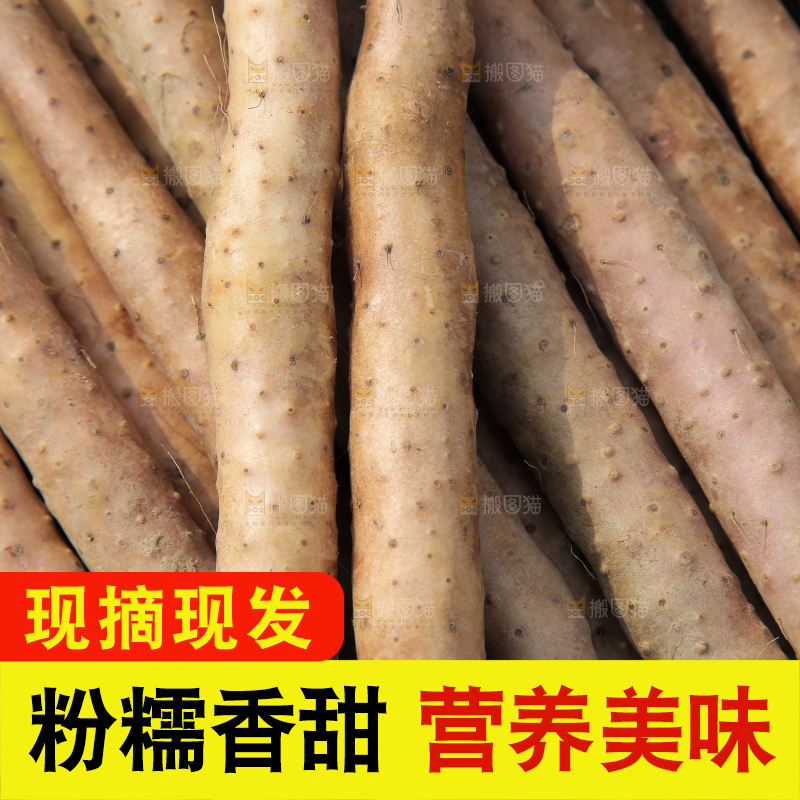 一堆新鲜铁棍山药