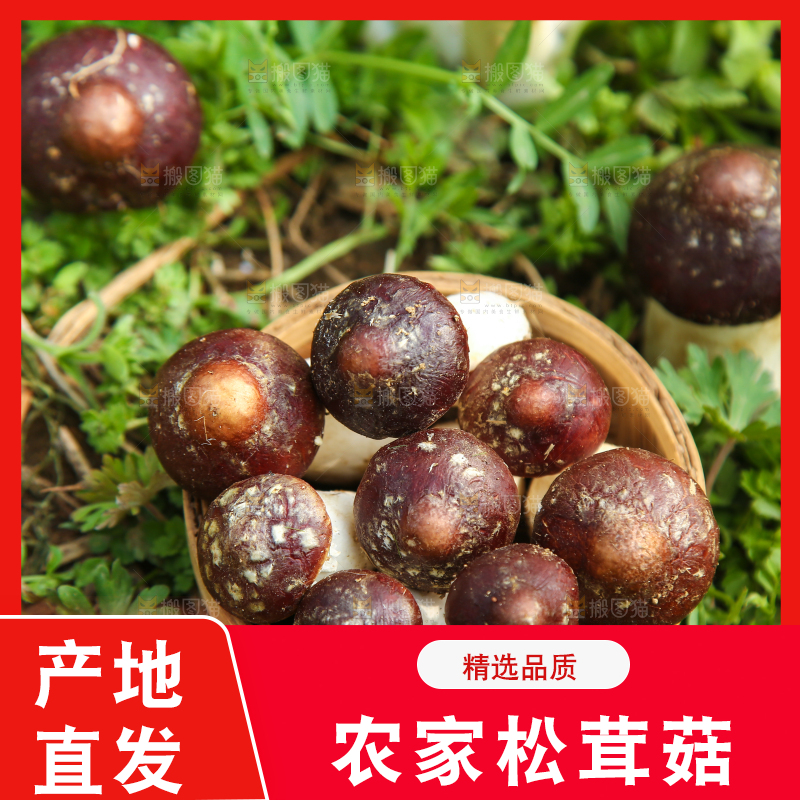 一篮松茸菇