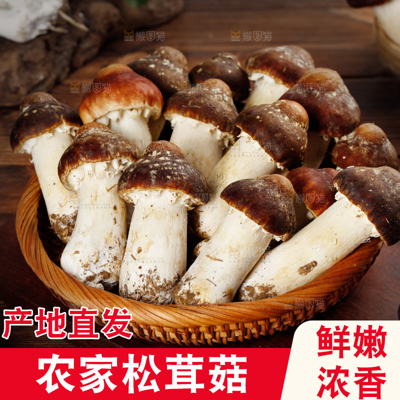 一篮新鲜松茸菇