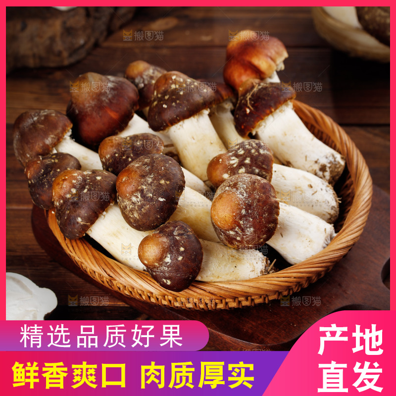 一篮新鲜松茸菇