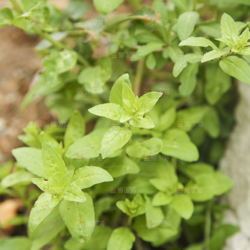 新鲜的枸杞菜