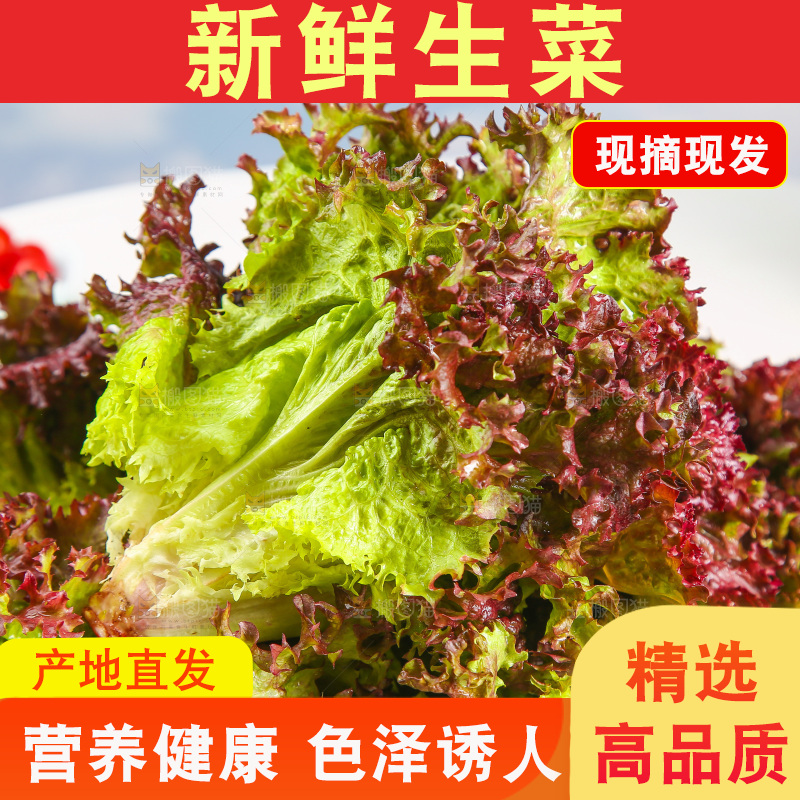 一盘红叶生菜