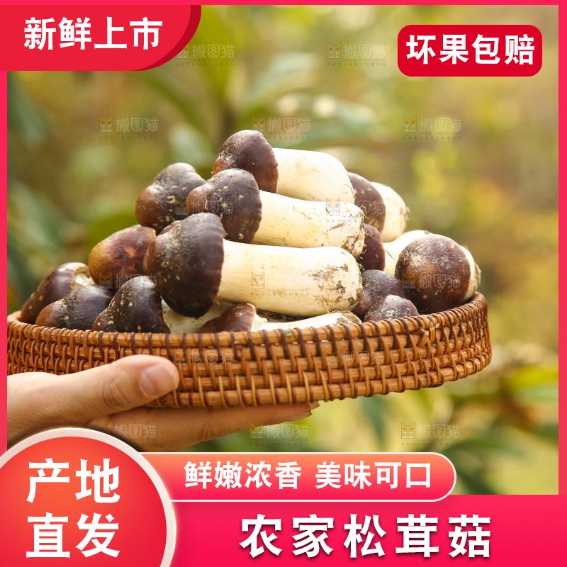手里端着一篮松茸菇