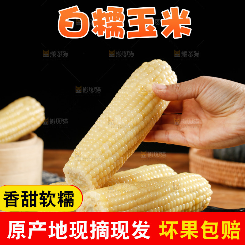 手里拿着白糯玉米棒