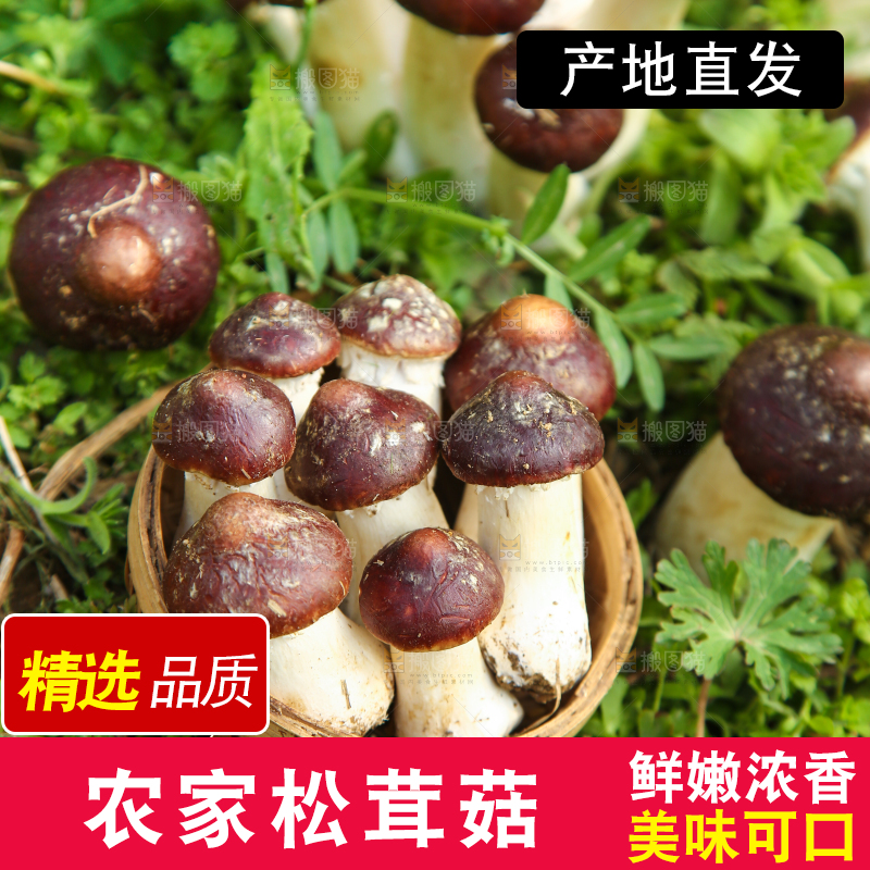 一篮新鲜松茸菇