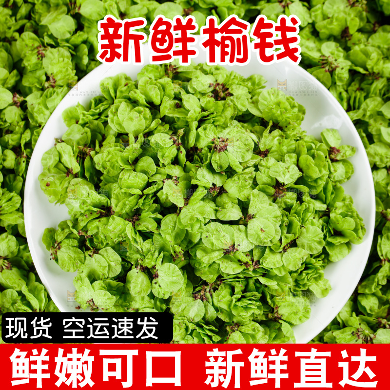 一堆野生榆钱